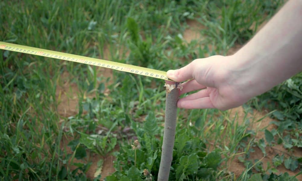 Person measuring distance near a yard stake to find property lines